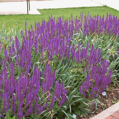 Szałwia omszona Violet Queen (C2)