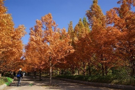 Metasekwoja chińska (C2)