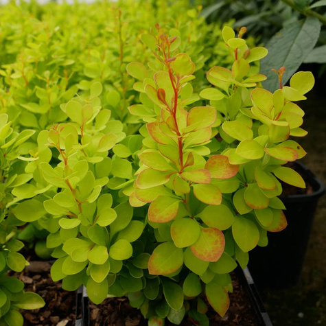 Berberys thunberga Golden Torch (C2)