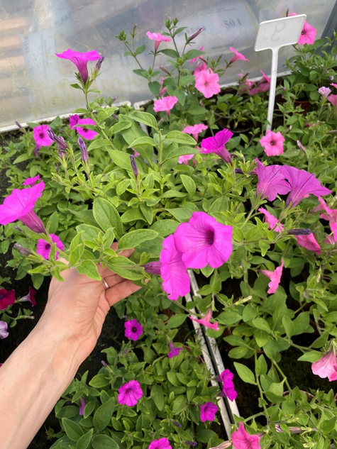 Surfinia Supertunia Vista Jazzberry samoczyszcząca