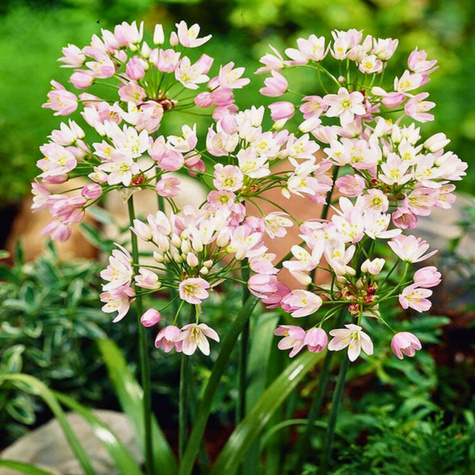 Czosnek ozdobny różowy