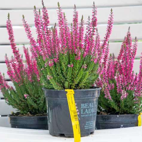 Wrzos pospolity Allegro różowy pączkowy