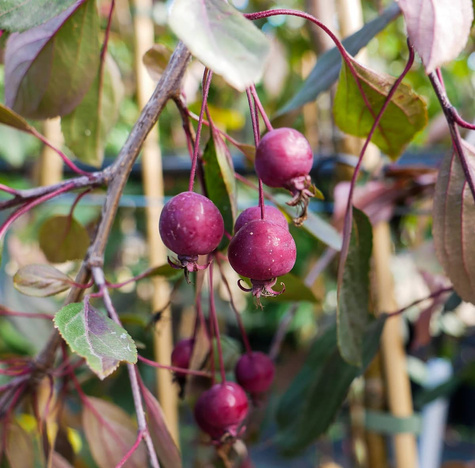 Jabłoń ozdobna purpurowa Pendula