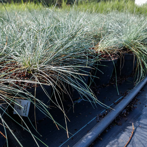 Kostrzewa popielata sina Eisvogel (P9)