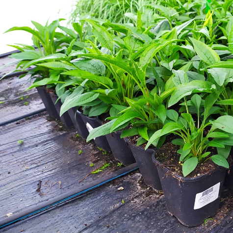 Jeżówka purpurowa Papallo Power Coral Orange (C2)