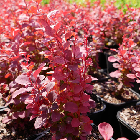 Berberys thunberga Venice (P9)