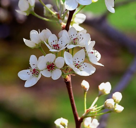 Grusza Blanka wielkoowocowa Plant Pack