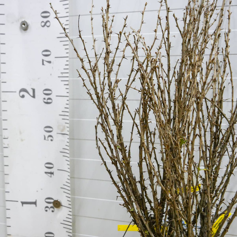 Agrest czerwony Niesłuchowski Plant Pack