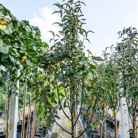 Jarząb szwedzki Brouwes