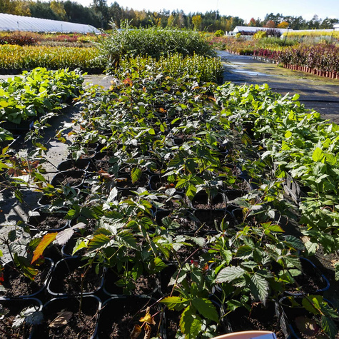 Jeżyna wielkoowocowa Loch Ness w doniczce