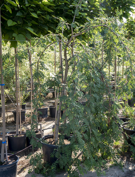 Jarząb pospolity Pendula szczepiona na pniu (Pa 120/140, obw. 8/10, H-180/200)