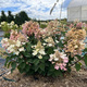 Hortensja bukietowa Bee Happy (C2)