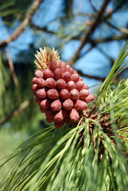 Sosna Engelmana Pinus engelmannii