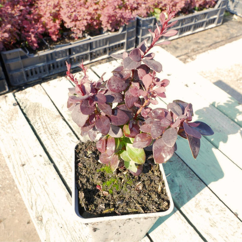 Berberys thunberga Paola (P9)