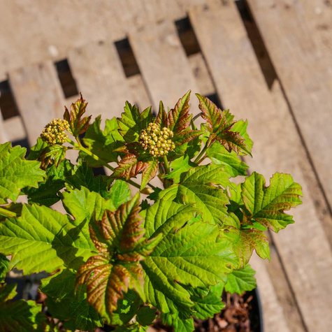 Kalina koralowa 'Roseum' (C2)