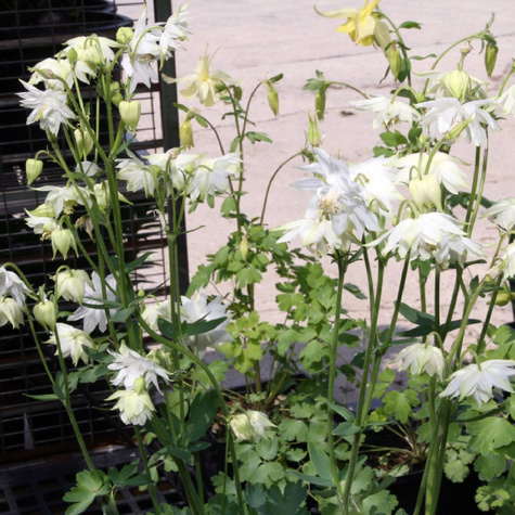 Orlik pospolity White Barlow (C2)