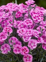 Goździk ogrodowy różowy Aztec Star