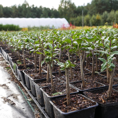 Ligustr Liguster pospolity Miododajny (P9)