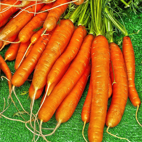 Marchew jadalna Amsterdam 3 Amsterdamska wczesna 5g