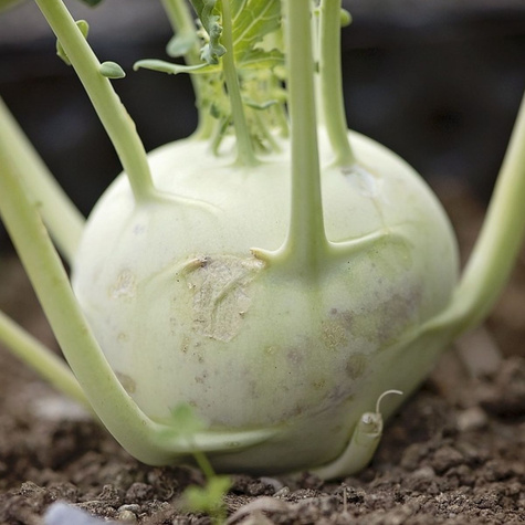 Kalarepa GABI wczesna, biała 2g