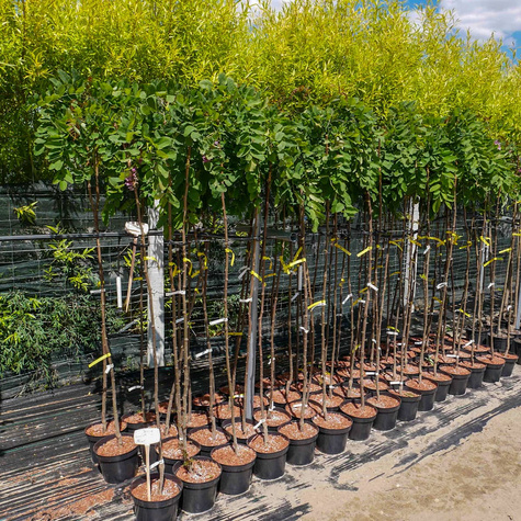 Robinia akacjowa Akacja fioletowa szczepiona na pniu miododajna