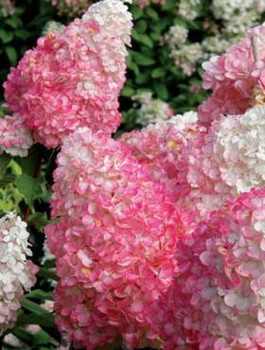 Hortensja bukietowa Pink Lady (C2)