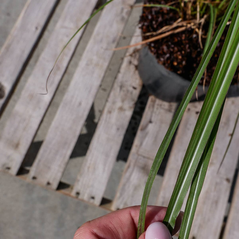 Miskant chiński Ferner Osten (C2)