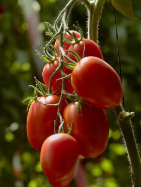 Pomidor gruntowy karłowy Lambert F1 10g