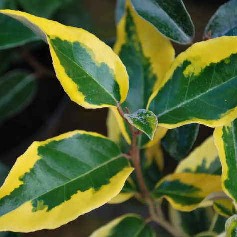 Oliwnik Ebbinga Gilt Egde