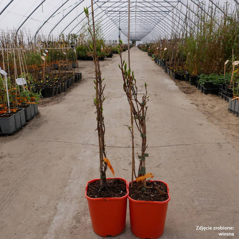MINI KIWI Aktinidia "Domino" żeńska
