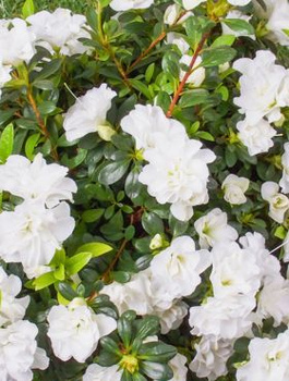 Azalia japońska Schneeperle biała (C2)