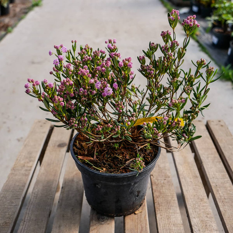 Kalmia angustifolia Rubra (C2)