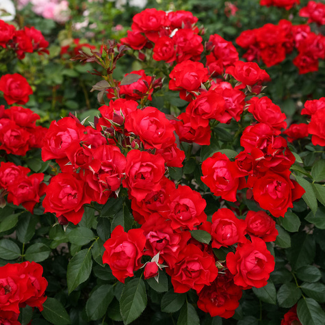 Róża rabatowa Black Forest Rose czerwona balot