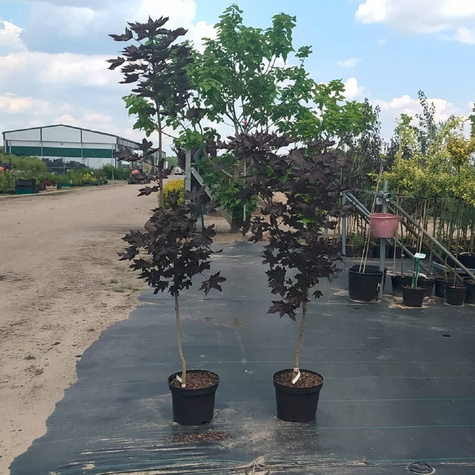 Klon pospolity Crimson Centry kolumnowy