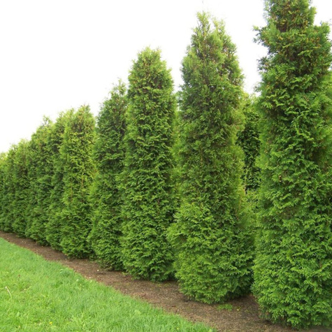 Thuja Tuja Żywotnik zachodni 'Zákány Sövény'