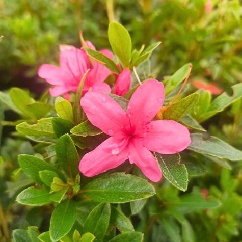 Azalia japońska Silvester (C2)