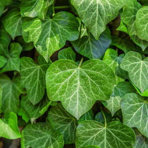 Bluszcz pospolity Woerner