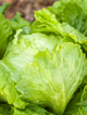 Sałata głowiasta krucha - typ lodowy Królowa Lata wczesna 1g