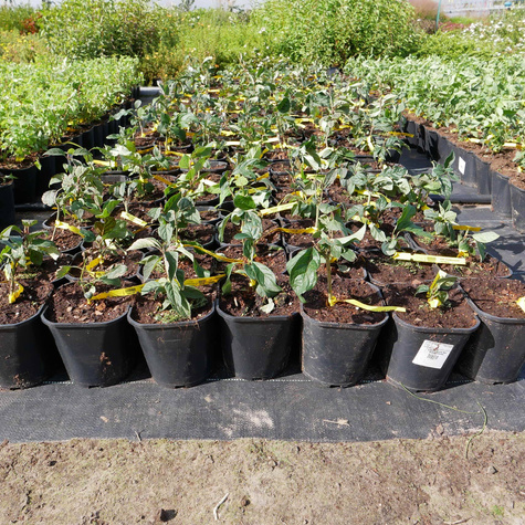 Lilak kosmaty Minuet (C2)