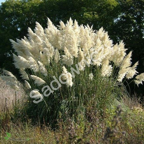 Trawa pampasowa 0,1g