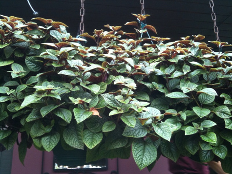 Komarzyca ciemna Nico Plektrantus odstrasza komary