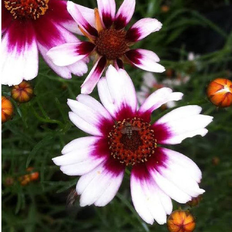 Nachyłek okółkowy Chorasan Burgundy and White (C2)