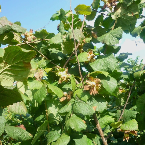 Orzech laskowy Garibaldi Plant Pack