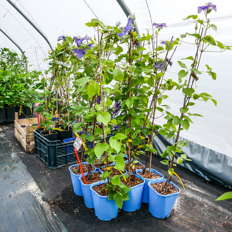 Powojnik Clematis wielkokwiatowy Generał Sikorski