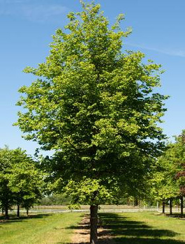 Lipa drobnolistna Greenspire