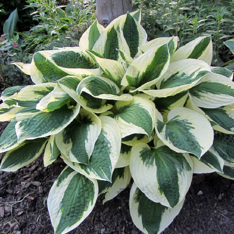 Funkia Hosta Patriot