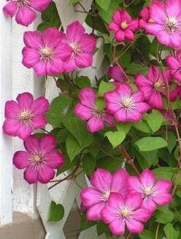 Powojnik Clematis wielkokwiatowy Ville de Lyon