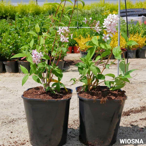 Żylistek mieszańcowy Mont Rose (C2)