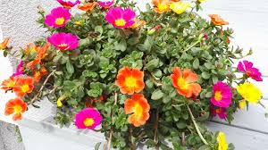 Portulaka zwisająca żółta