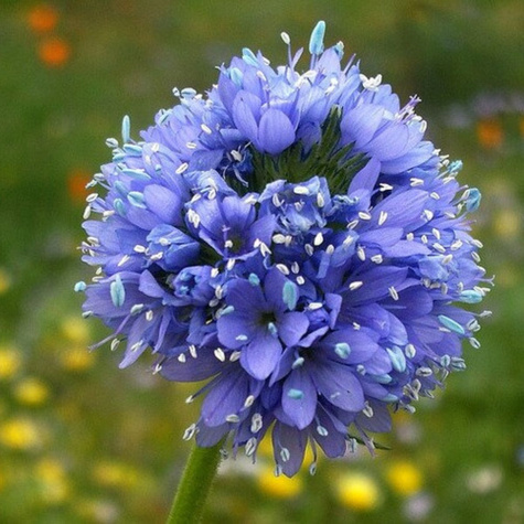 Gilia główkowa fioletowo-niebieska 0,5g
